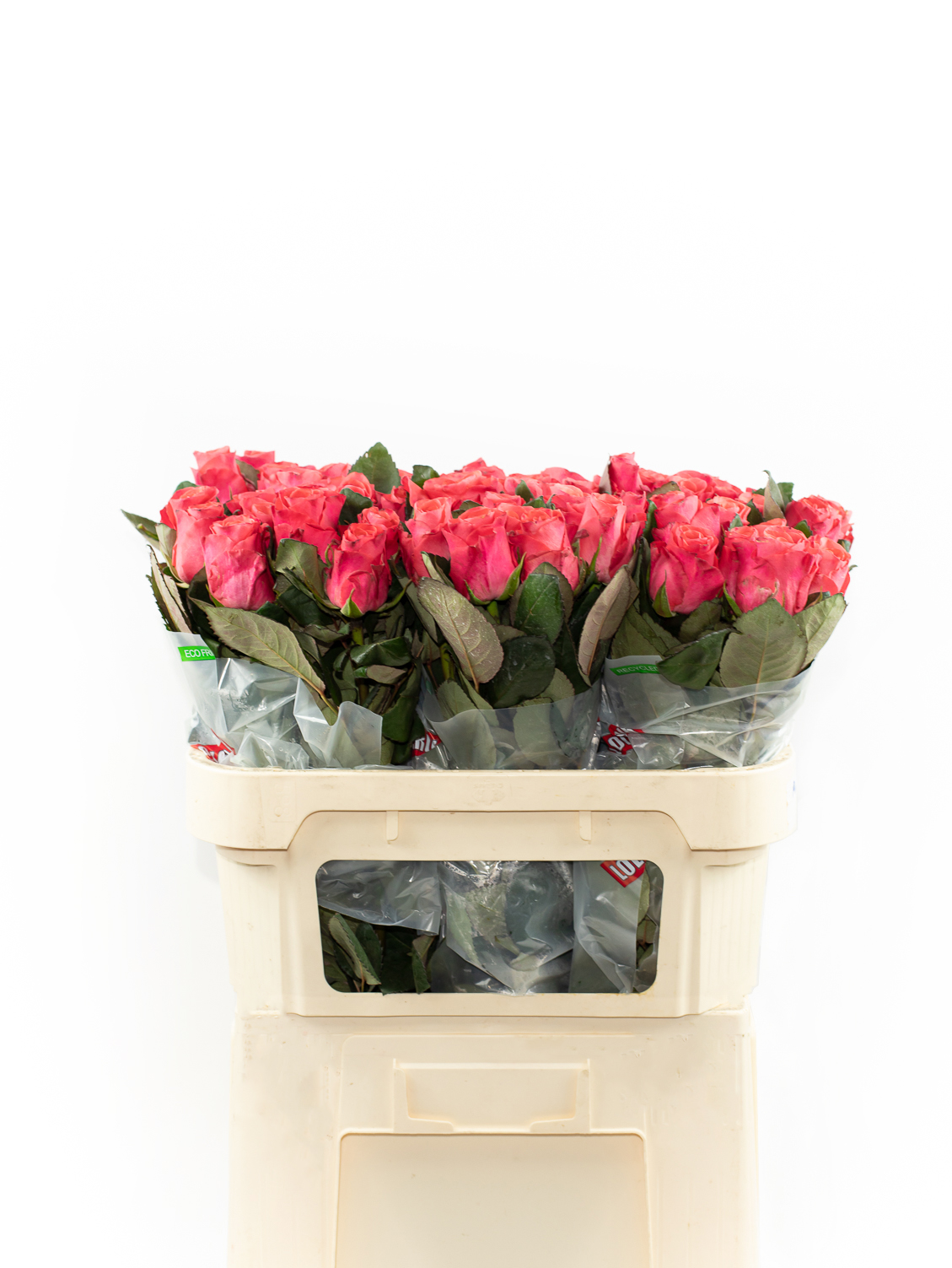 Rožės Pink Tacazzi 80 cm 237657