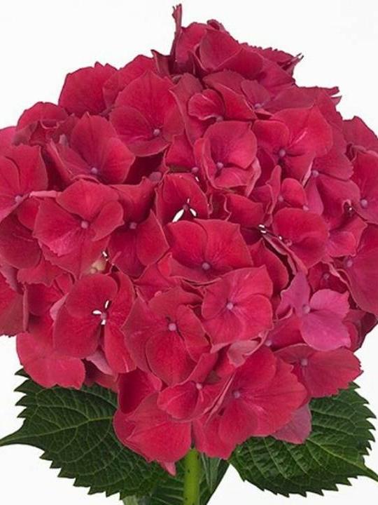 Hortenzija Rubyred 60 cm