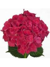Hortenzija Rubyred 60 cm