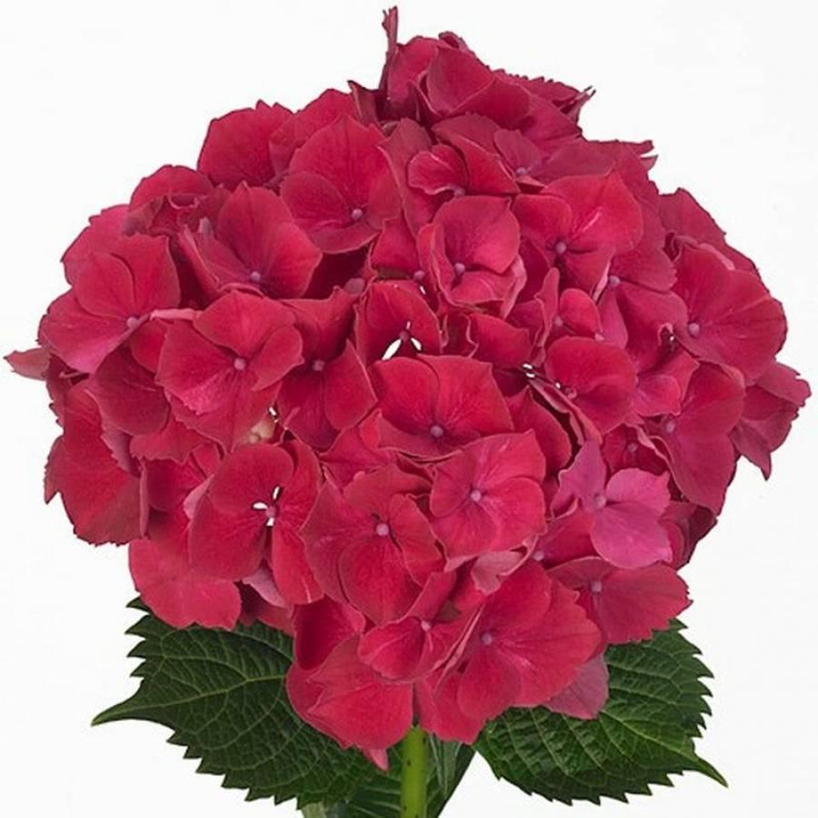 Hortenzija Rubyred 60 cm