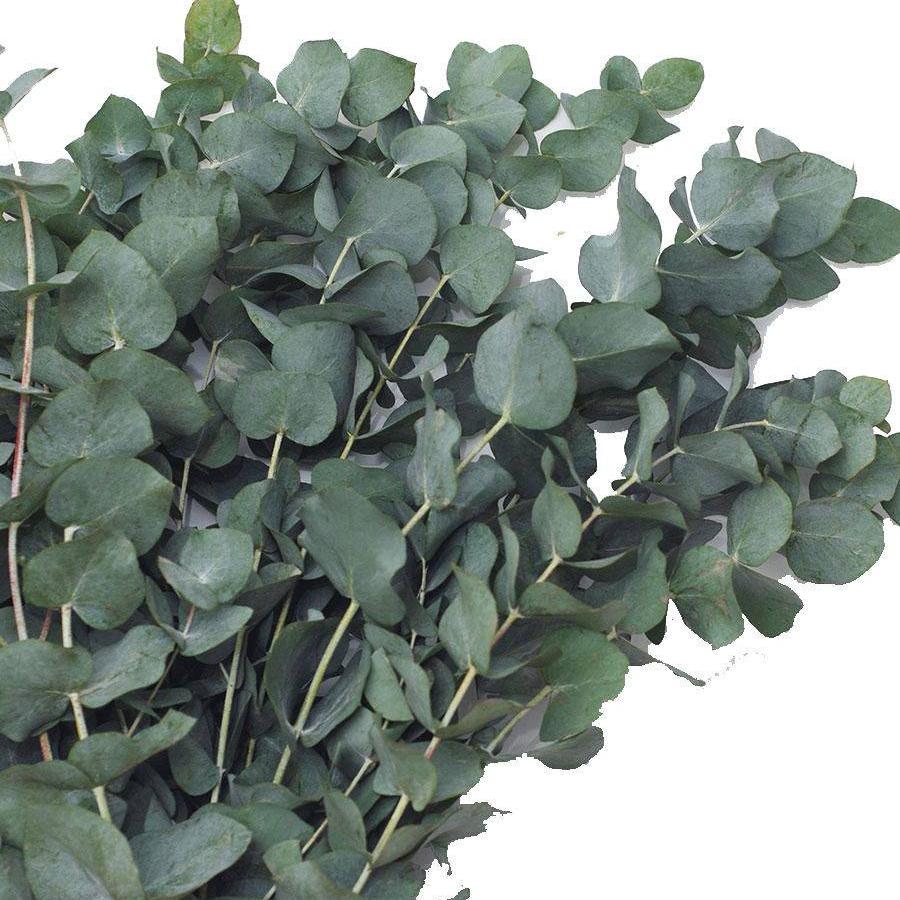 Eukalipto šakelės 75 cm