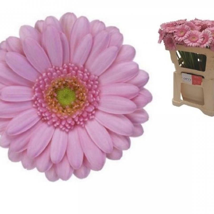 Gerberos rožinės 50 cm