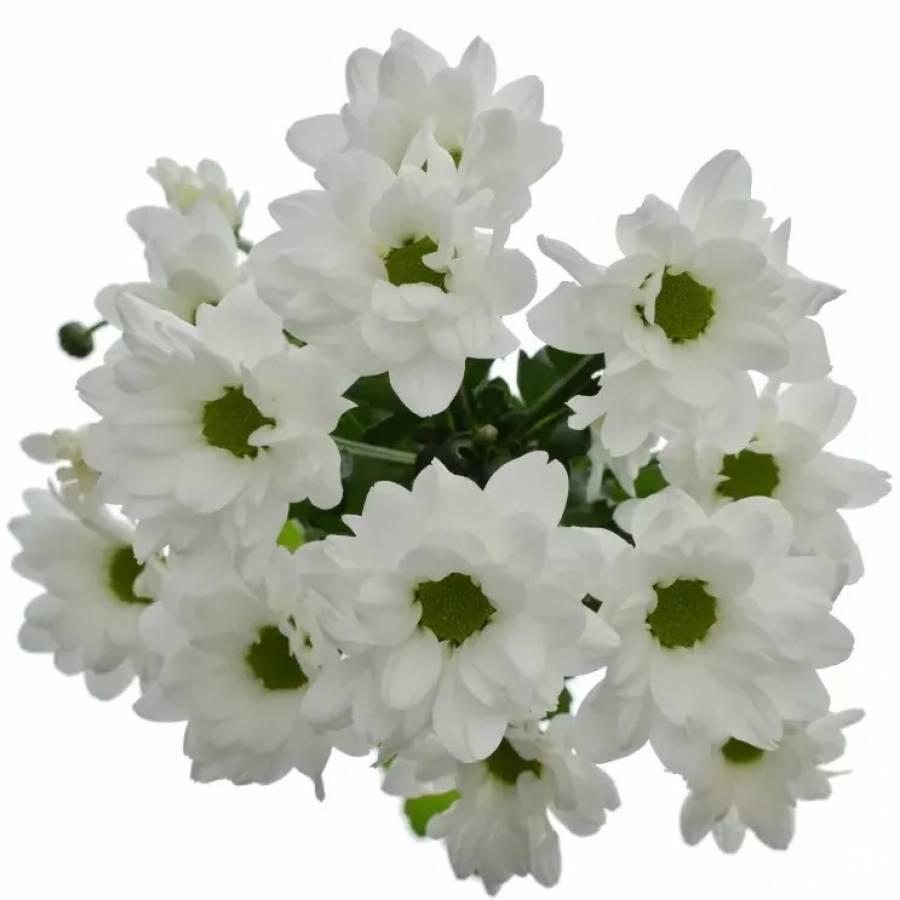Chrizantema  Kennedy 70 cm
