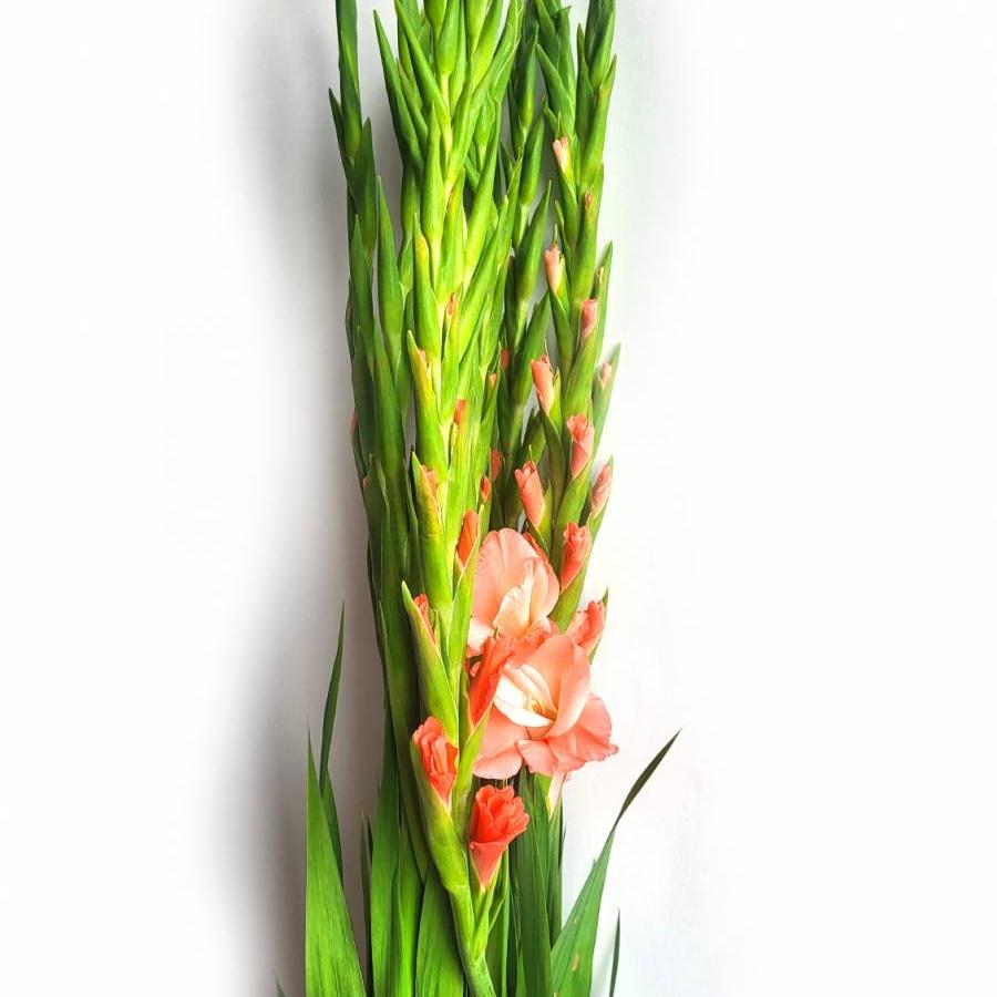 Kardeliai rožiniai 150 cm