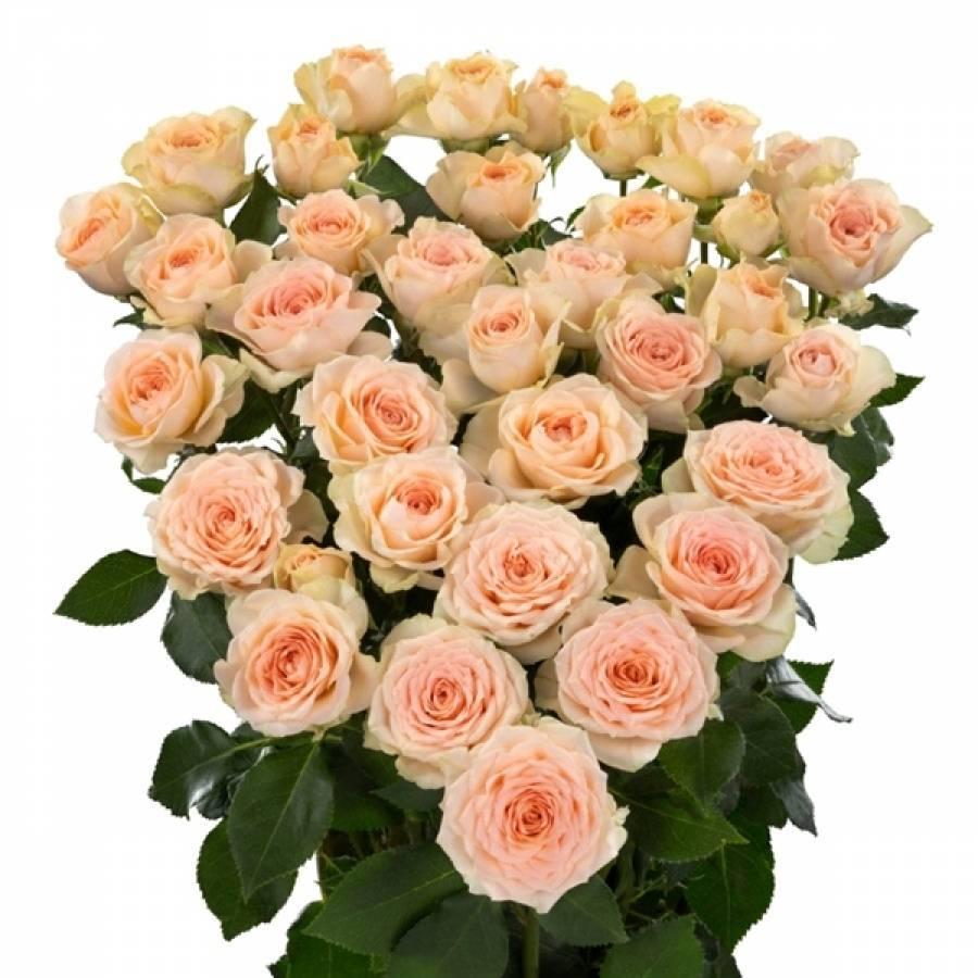 Smulkiažiedės rožės Sancerre 60 cm