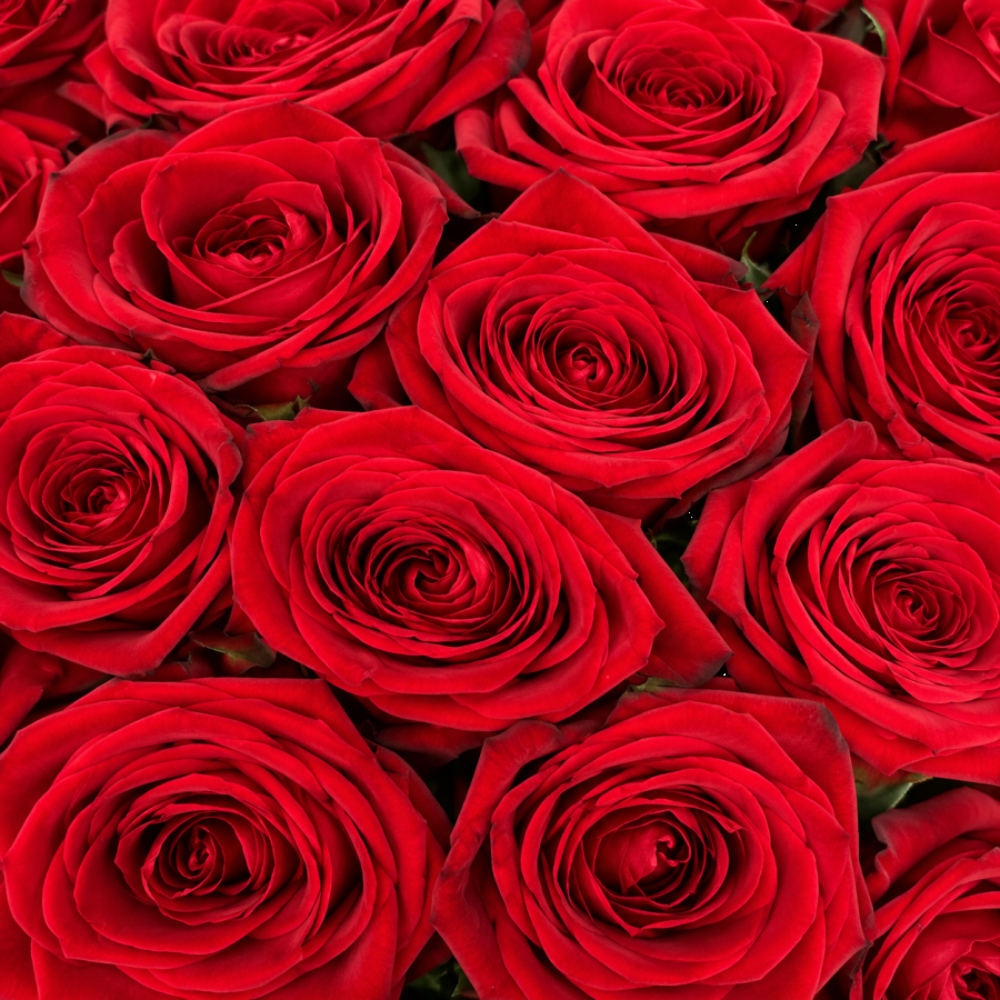 Rožės Red Naomi 60 cm