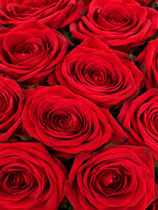 Rožės Red Naomi 60 cm