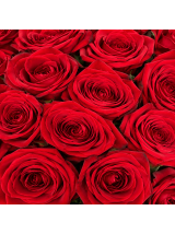 Rožės Red Naomi 80 cm
