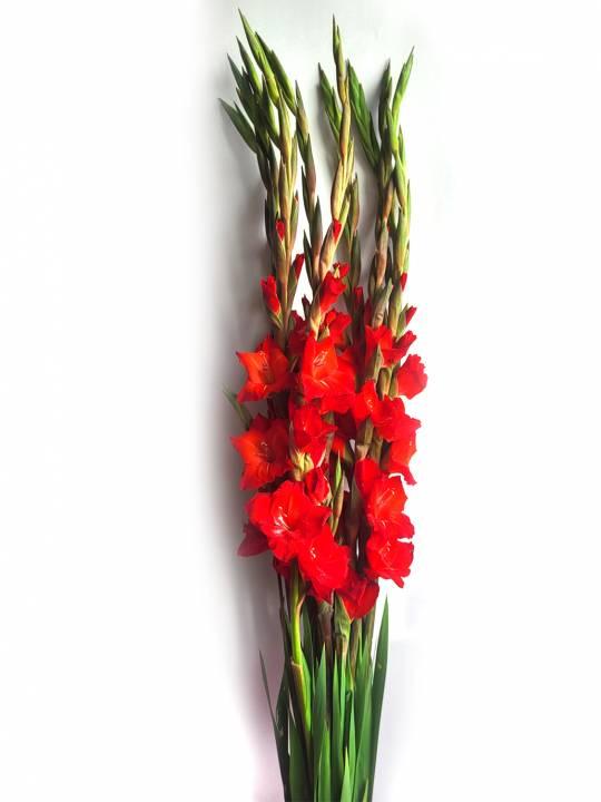 Kardeliai raudoni 120 cm