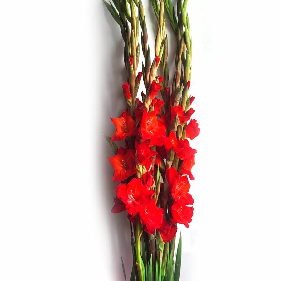 Kardeliai raudoni 120 cm