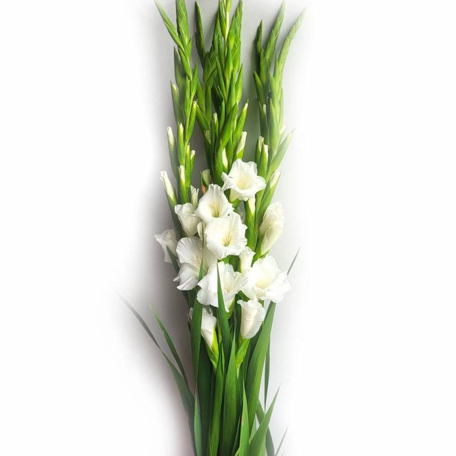Kardeliai balti 120 cm