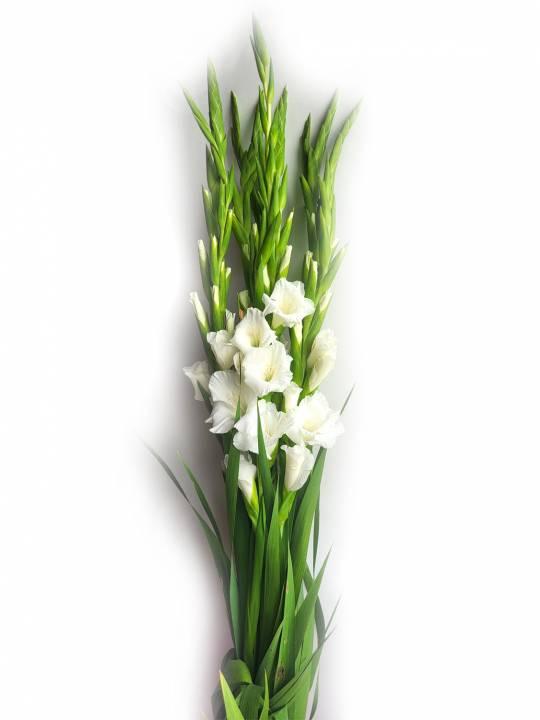 Kardeliai balti 100 cm