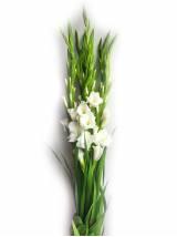 Kardeliai balti 100 cm