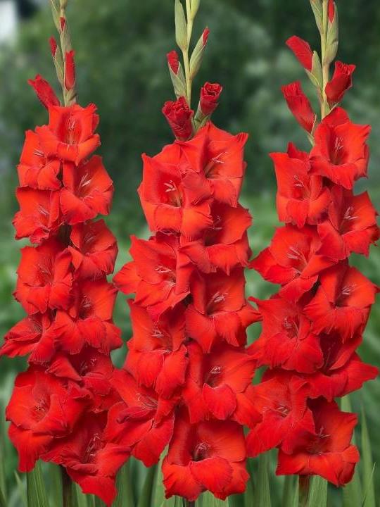 Kardeliai raudoni 95 cm