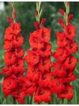 Kardeliai raudoni 95 cm