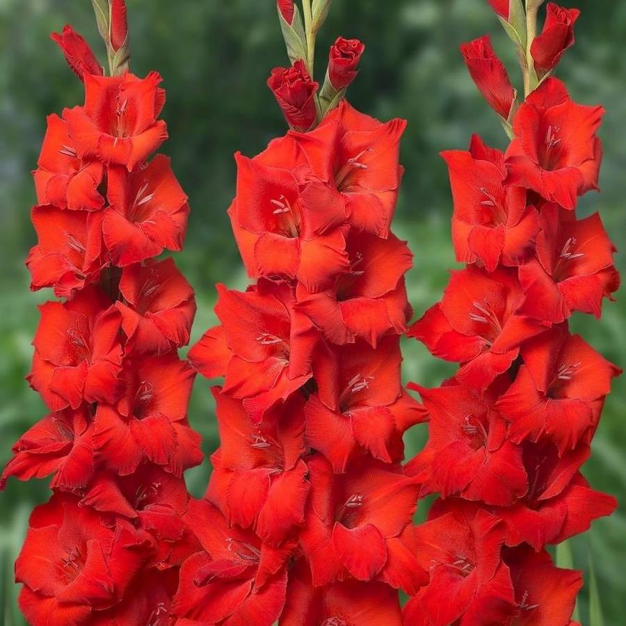 Kardeliai raudoni 95 cm