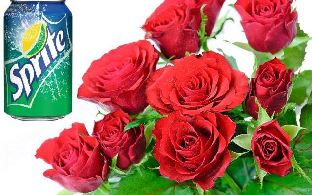 KAS BENDRO TARP SKINTŲ GĖLIŲ IR MŪSŲ PAMĖGTO GAIVIOJO GĖRIMO „SPRITE“ ?