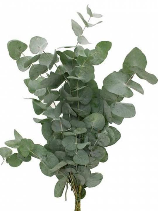 Eukalipto šakelės 60 cm