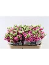 Eustomos Rose Pink 65 cm
