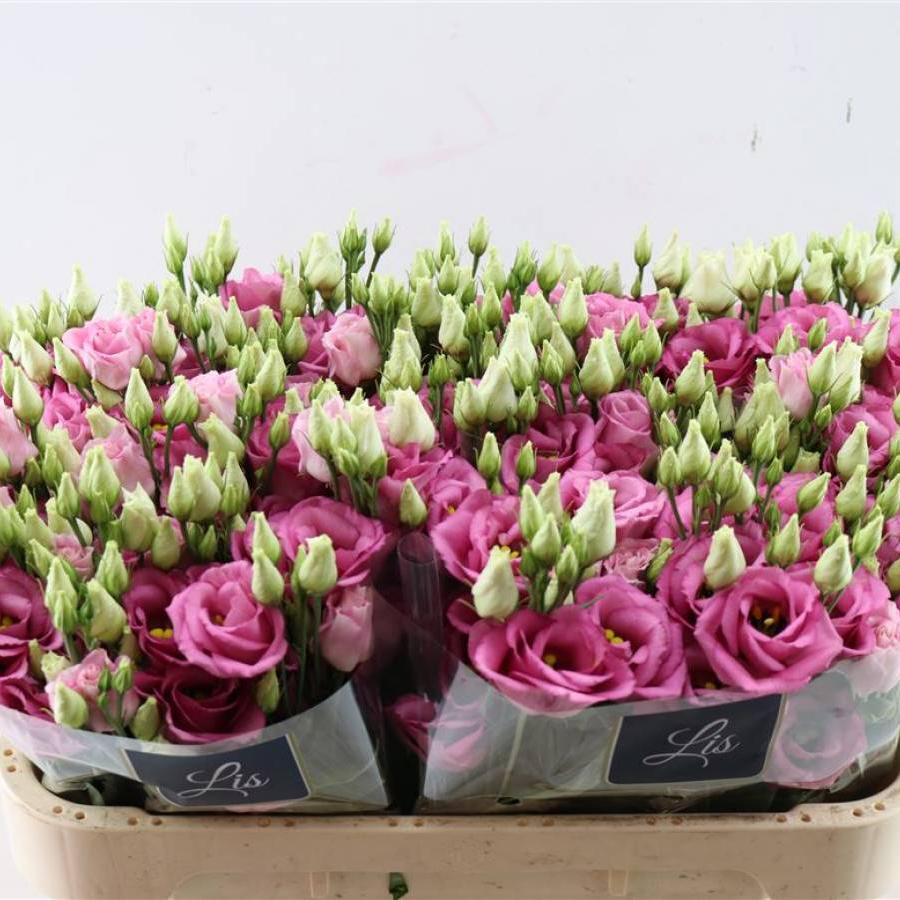 Eustomos Rose Pink 65 cm