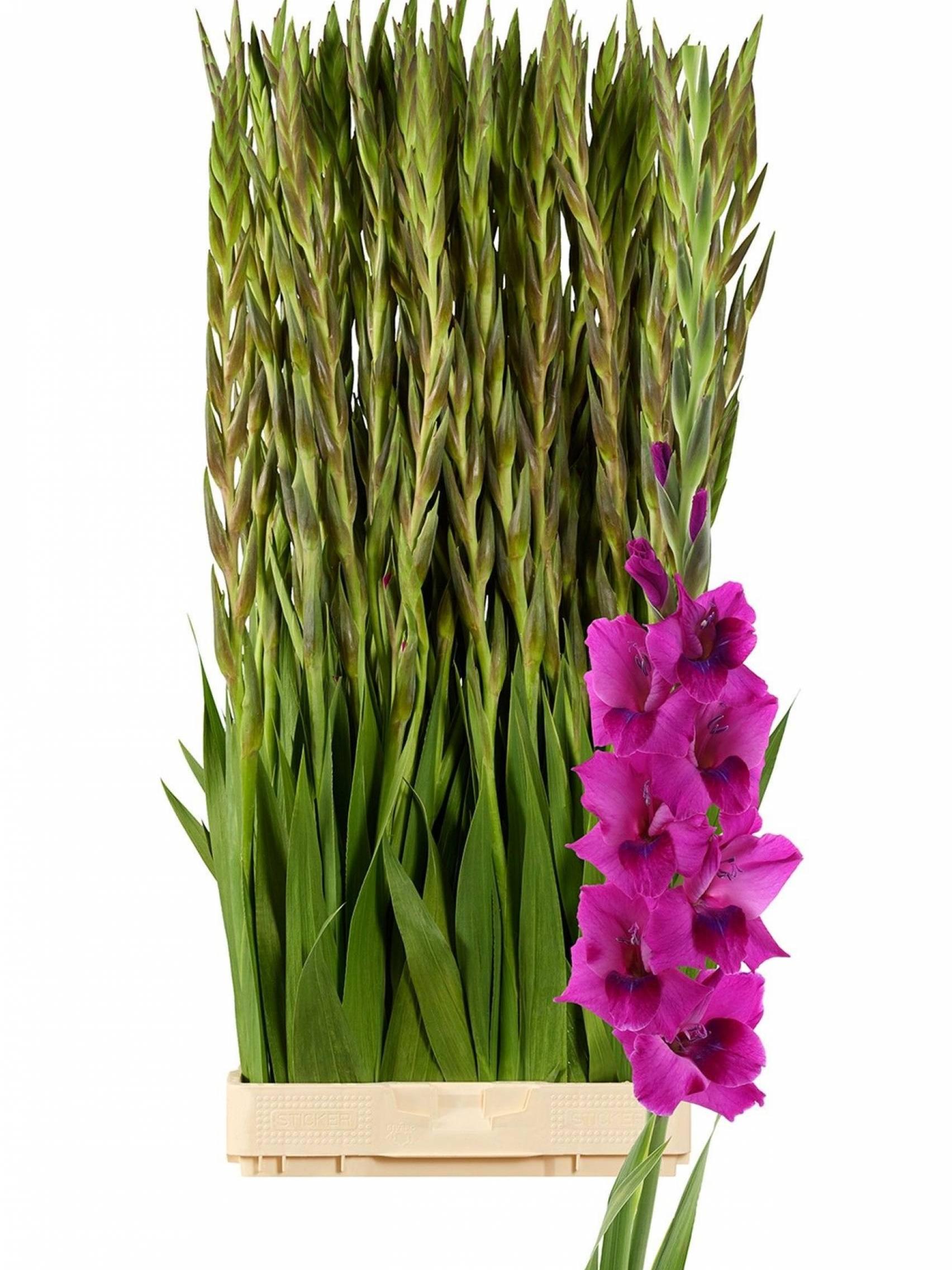 Kardeliai rožiniai 130 cm