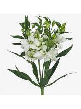Alstromerijos Charme Blanc 75 cm