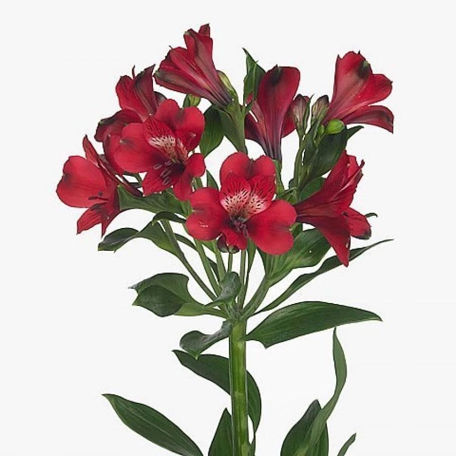 Alstromerijos Noize 75 cm