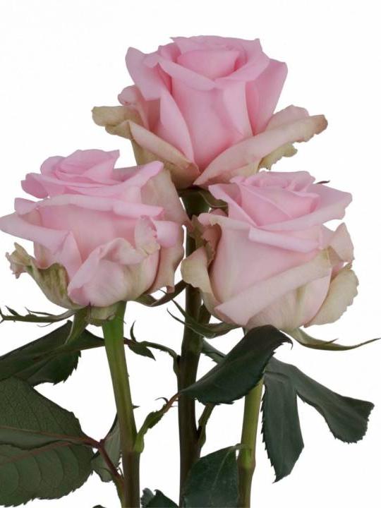 Rožės Jesika 60 cm