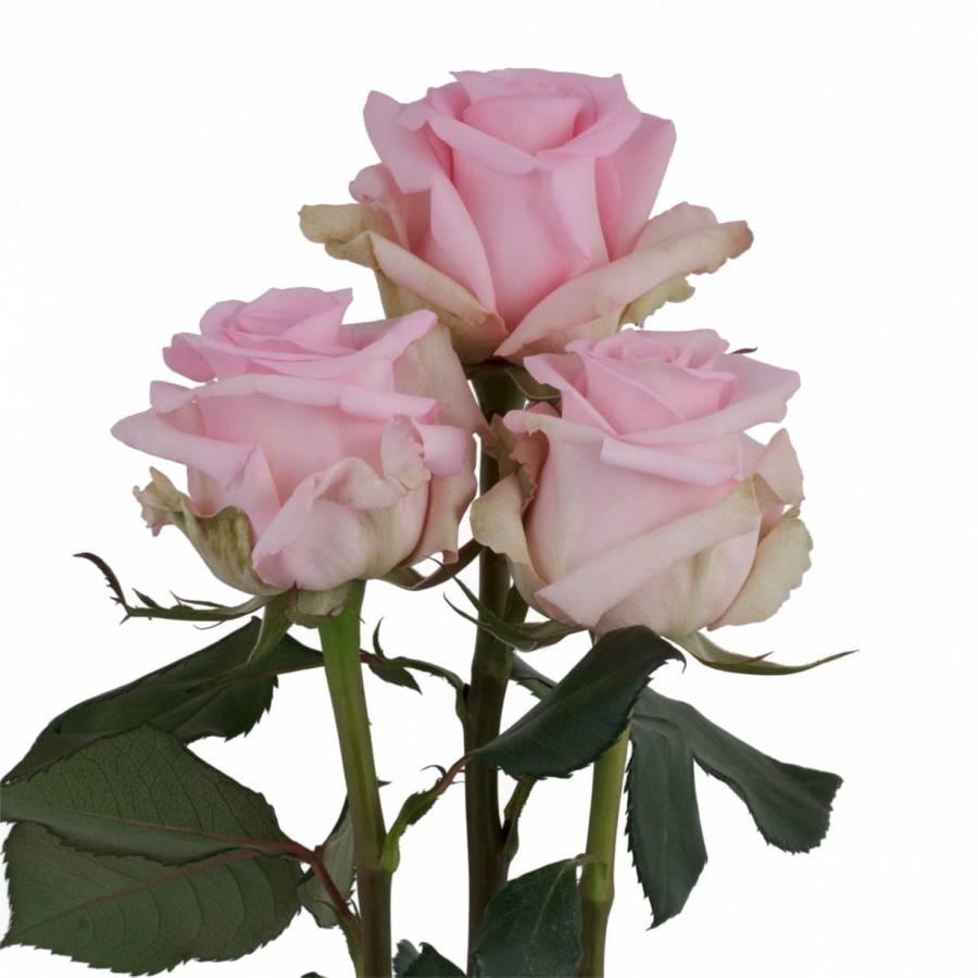 Rožės Jesika 60 cm