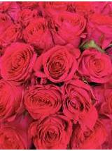 Rožės Madam Cerise 70 cm