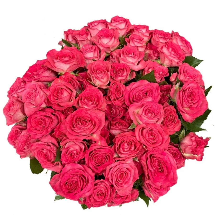 Smuliažiedės rožės Sweet Julia 60 cm