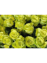 Rožės Green Generatio 60 cm