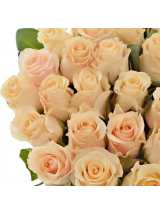 Rožės Peach Tacazzi 70 cm