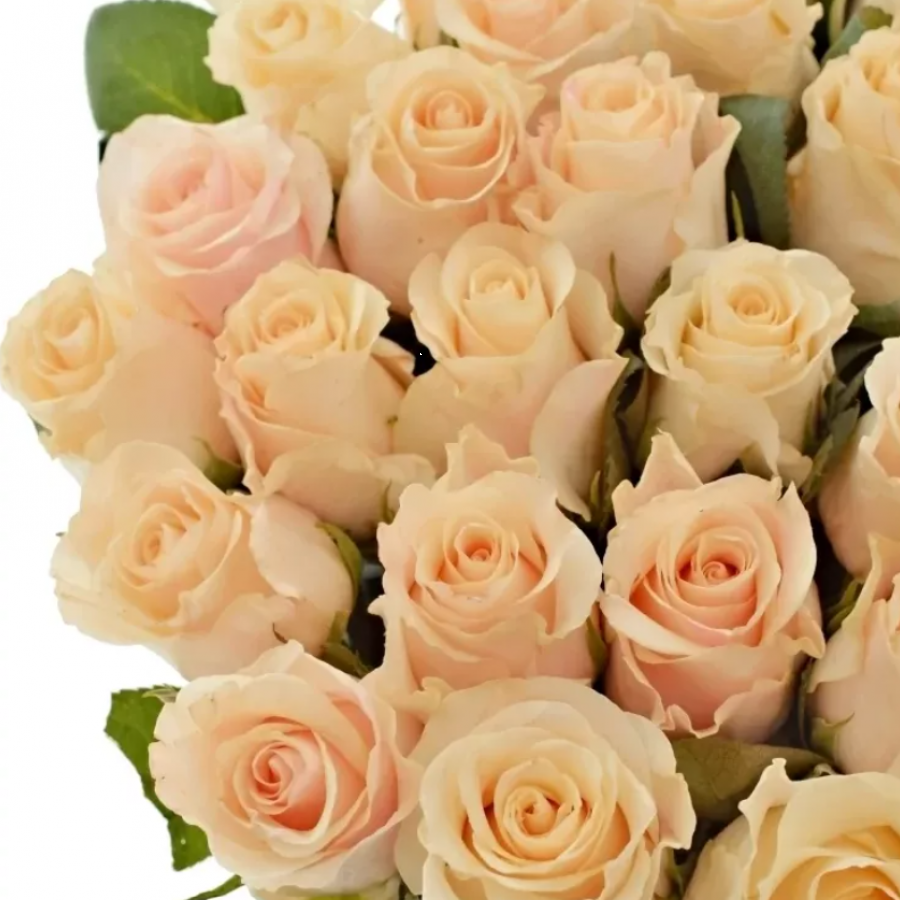 Rožės Peach Tacazzi 70 cm