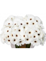 Geberos baltos 50 cm