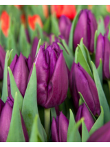 Tulpės violetinės