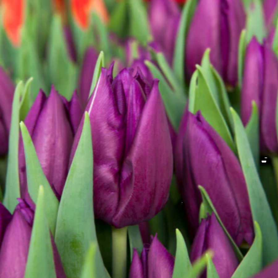 Tulpės violetinės