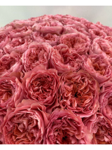 Ekvadoro rožės Pink xpression 70 cm