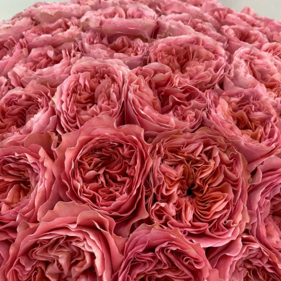 Ekvadoro rožės Pink xpression 70 cm