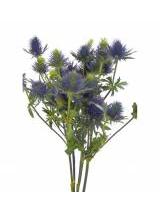 Zunda Eryngium  60 cm