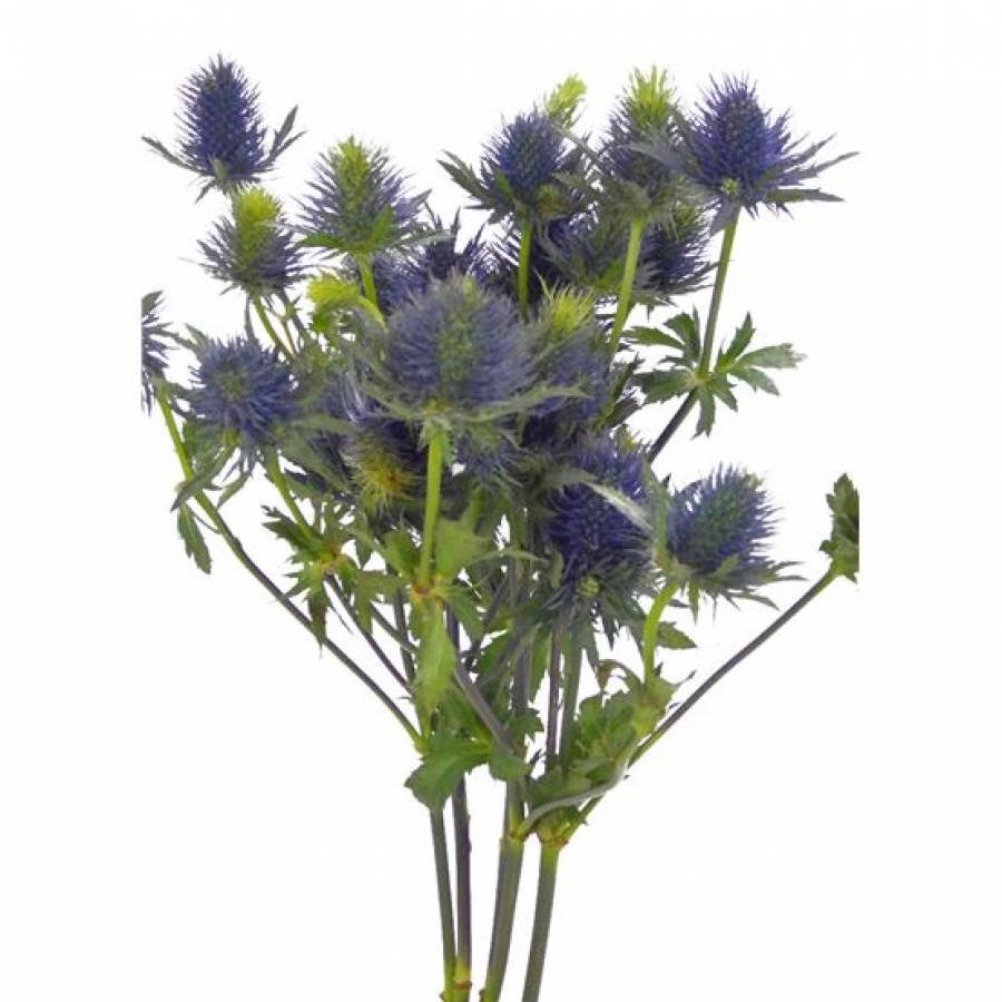 Zunda Eryngium  60 cm
