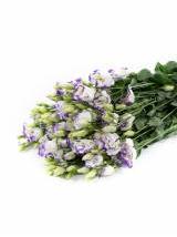 Baltai - violetinės Eustomos