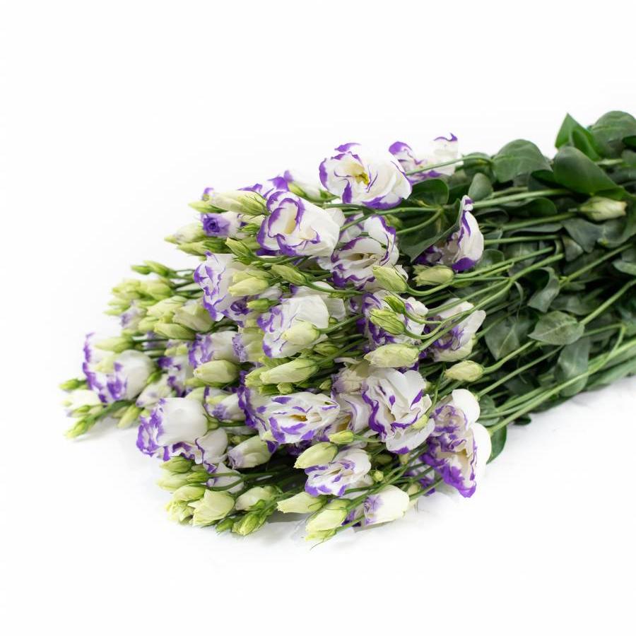 Baltai - violetinės Eustomos
