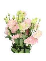 Eustoma Rosan Emerald 70 cm