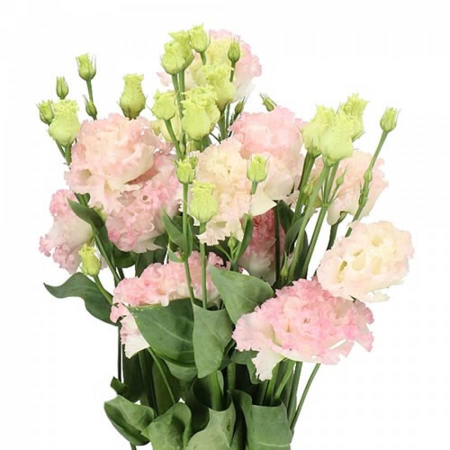 Eustoma Rosan Emerald 70 cm
