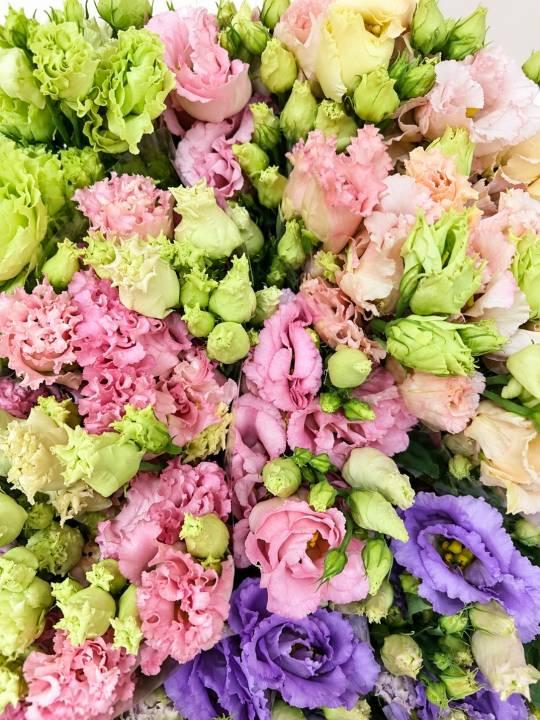 Eustoma Alissa Gem 70 cm