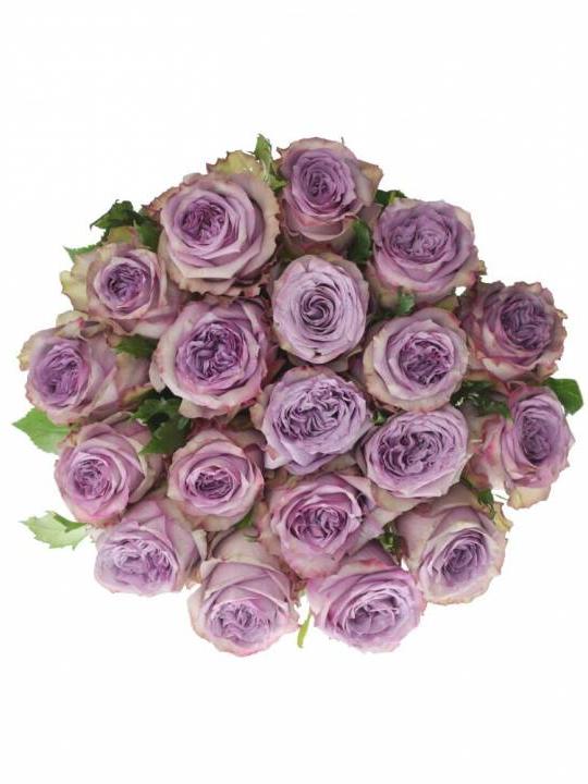 Rožės Dolcetto 60 cm