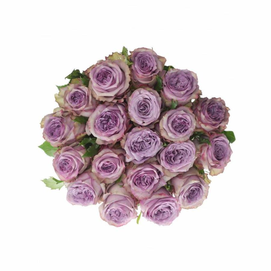 Rožės Dolcetto 60 cm