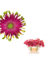 Gerboros karpytos rožinės 50 cm