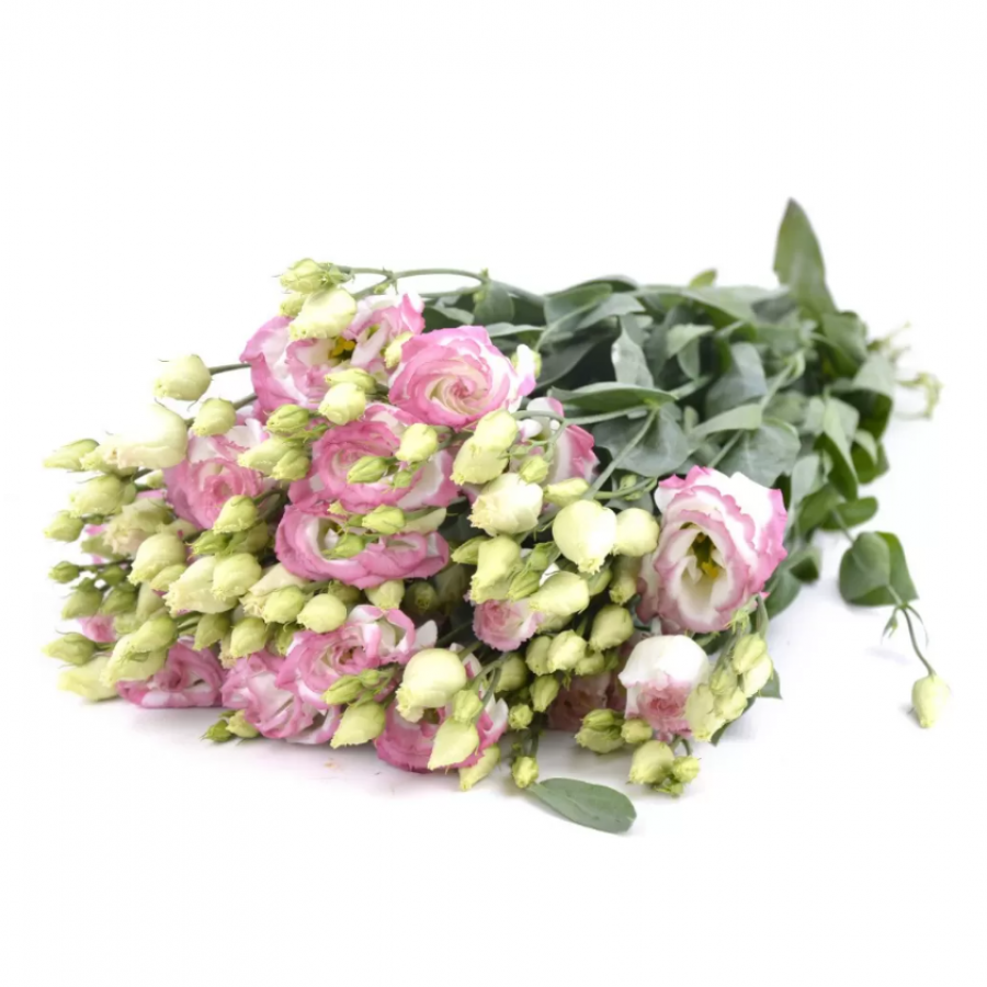 Eustoma Cotton Candy 70 cm